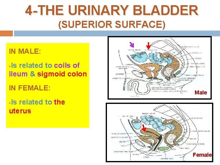4 -THE URINARY BLADDER (SUPERIOR SURFACE) IN MALE: Is related to coils of ileum