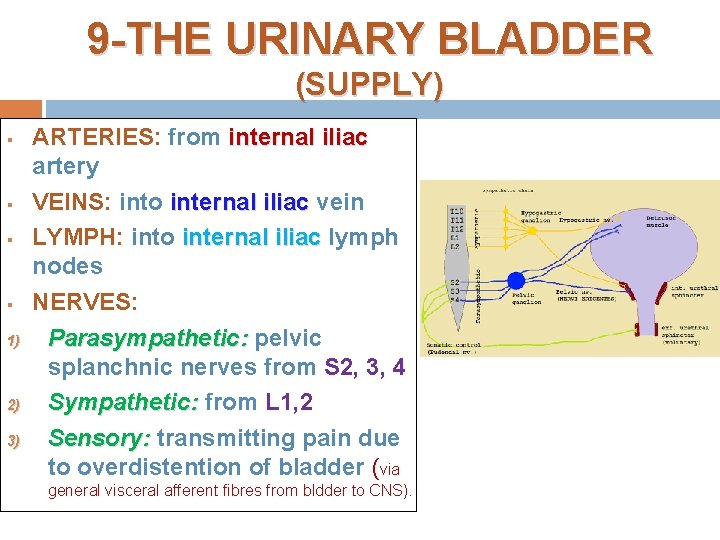 9 -THE URINARY BLADDER (SUPPLY) § § 1) 2) 3) ARTERIES: from internal iliac