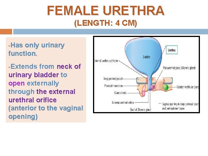 FEMALE URETHRA (LENGTH: 4 CM) Has only urinary function. § Extends from neck of