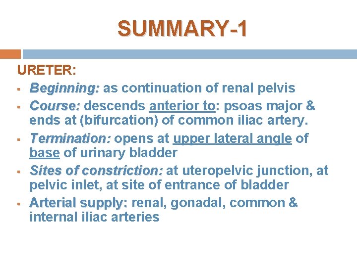 SUMMARY-1 URETER: § Beginning: as continuation of renal pelvis § Course: descends anterior to: