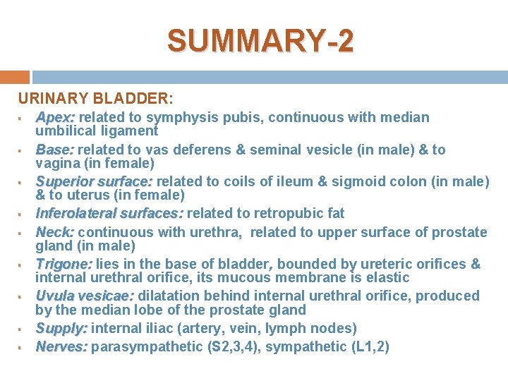 SUMMARY-2 URINARY BLADDER: § § § § § Apex: related to symphysis pubis, continuous