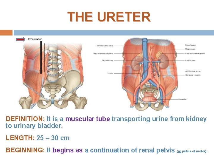 THE URETER DEFINITION: It is a muscular tube transporting urine from kidney to urinary