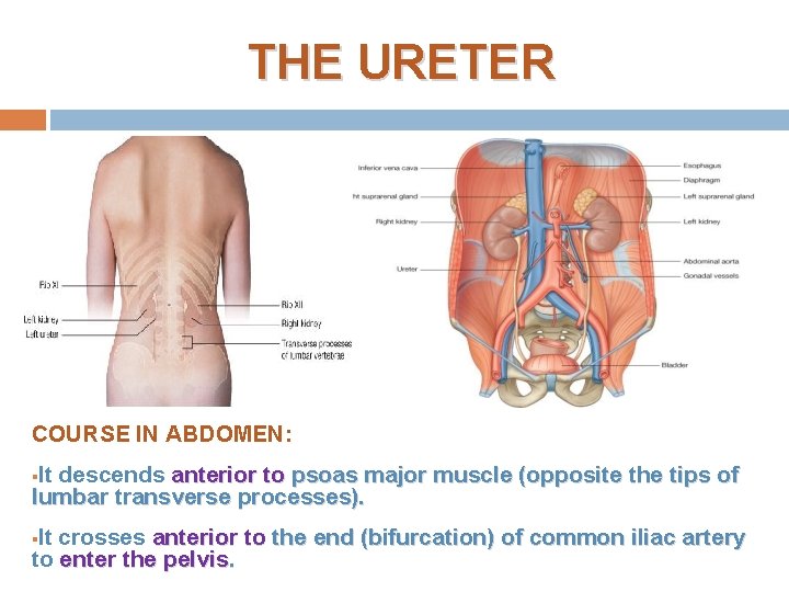 THE URETER COURSE IN ABDOMEN: It descends anterior to psoas major muscle (opposite the
