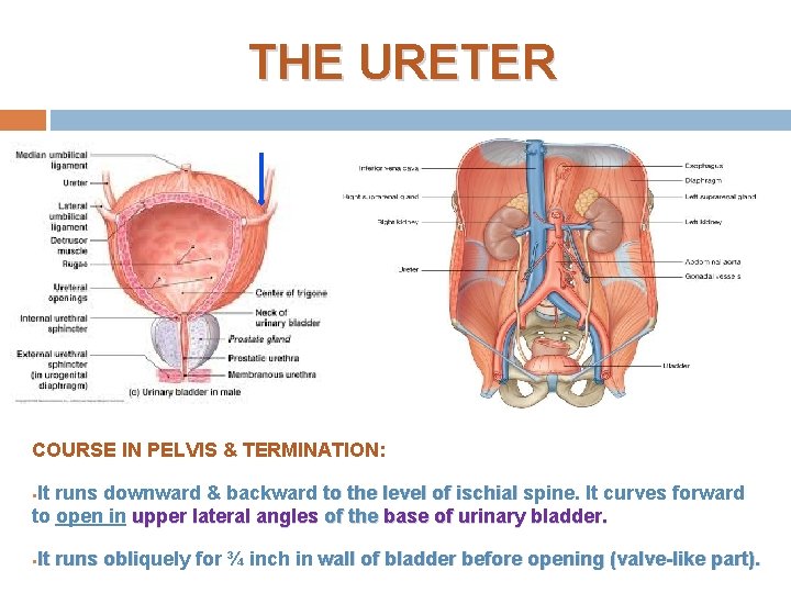THE URETER COURSE IN PELVIS & TERMINATION: §It runs downward & backward to the
