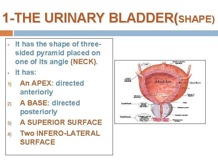 1 -THE URINARY BLADDER(SHAPE) § § 1) 2) 3) 4) It has the shape