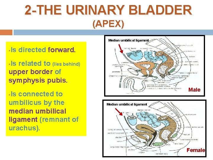 2 -THE URINARY BLADDER (APEX) Median umbilical ligament § Is directed forward. Is related