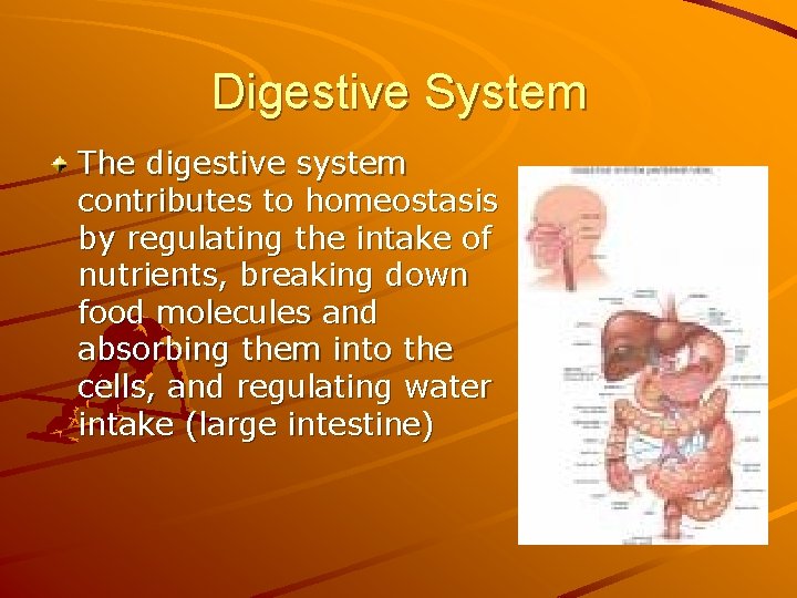 Digestive System The digestive system contributes to homeostasis by regulating the intake of nutrients,