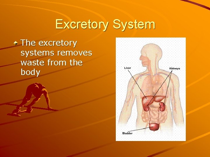 Excretory System The excretory systems removes waste from the body 