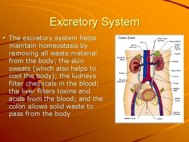 Excretory System The excretory system helps maintain homeostasis by removing all waste material from