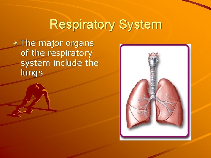 Respiratory System The major organs of the respiratory system include the lungs 