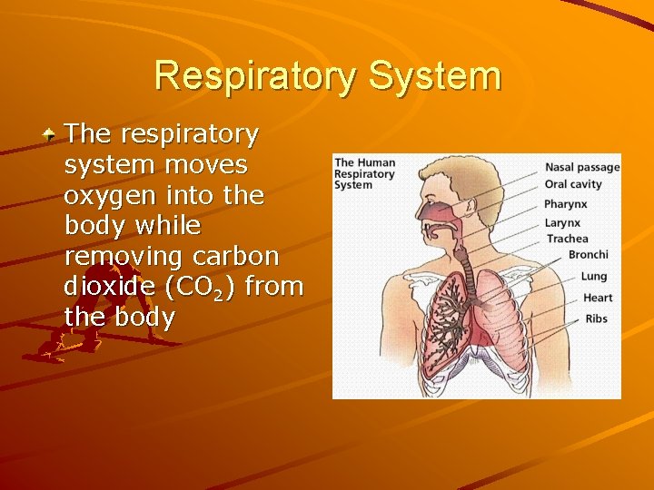 Respiratory System The respiratory system moves oxygen into the body while removing carbon dioxide