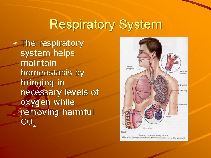 Respiratory System The respiratory system helps maintain homeostasis by bringing in necessary levels of