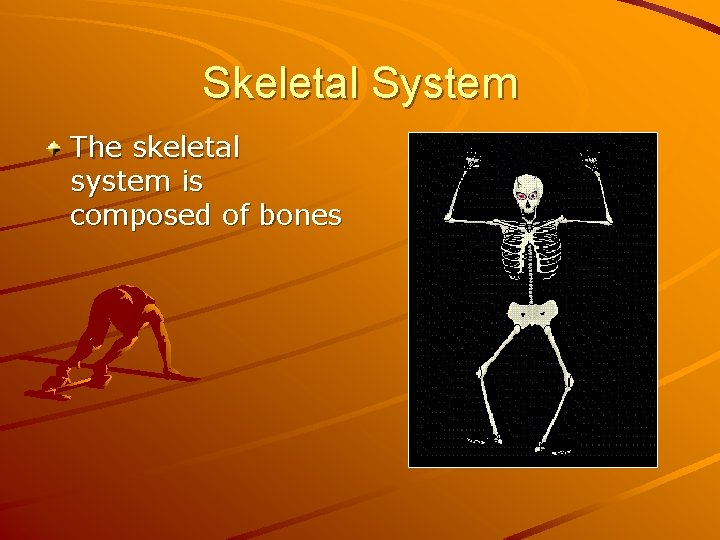 Skeletal System The skeletal system is composed of bones 