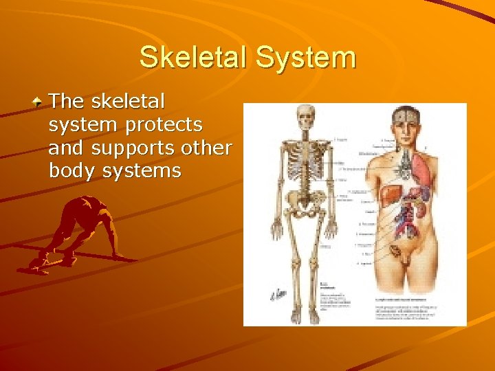 Skeletal System The skeletal system protects and supports other body systems 