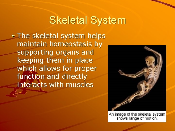 Skeletal System The skeletal system helps maintain homeostasis by supporting organs and keeping them