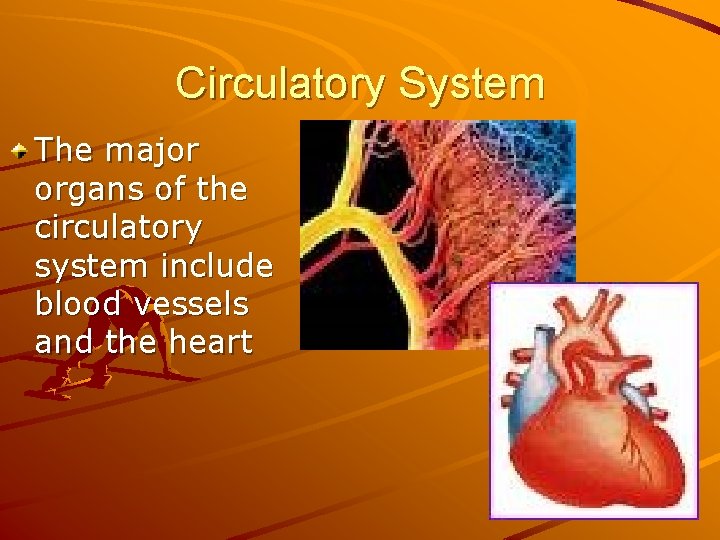 Circulatory System The major organs of the circulatory system include blood vessels and the