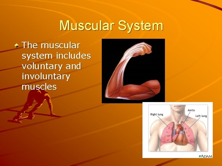 Muscular System The muscular system includes voluntary and involuntary muscles 
