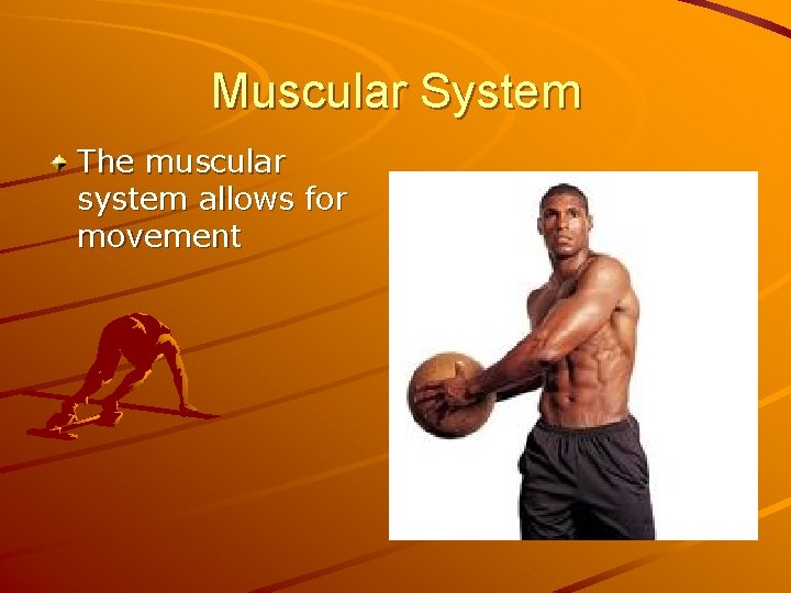 Muscular System The muscular system allows for movement 