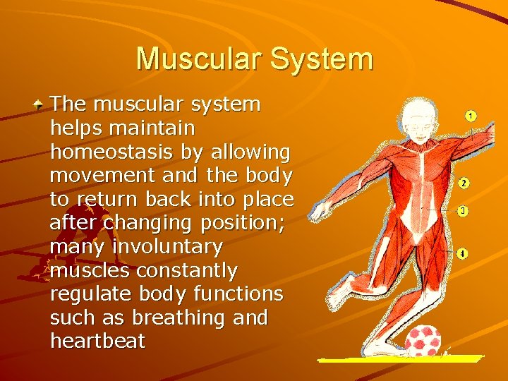 Muscular System The muscular system helps maintain homeostasis by allowing movement and the body