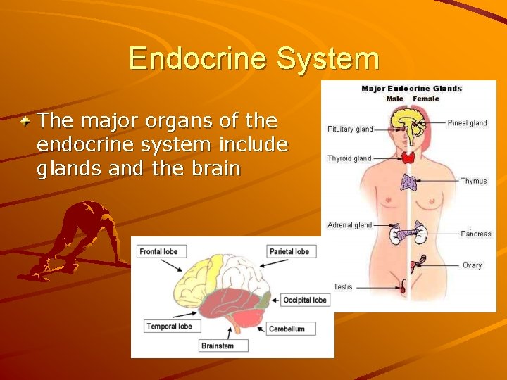 Endocrine System The major organs of the endocrine system include glands and the brain