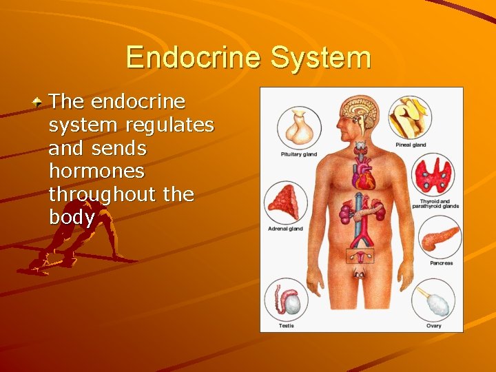 Endocrine System The endocrine system regulates and sends hormones throughout the body 