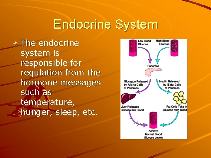 Endocrine System The endocrine system is responsible for regulation from the hormone messages such