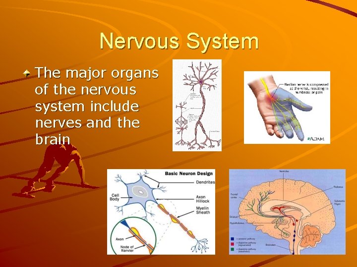 Nervous System The major organs of the nervous system include nerves and the brain