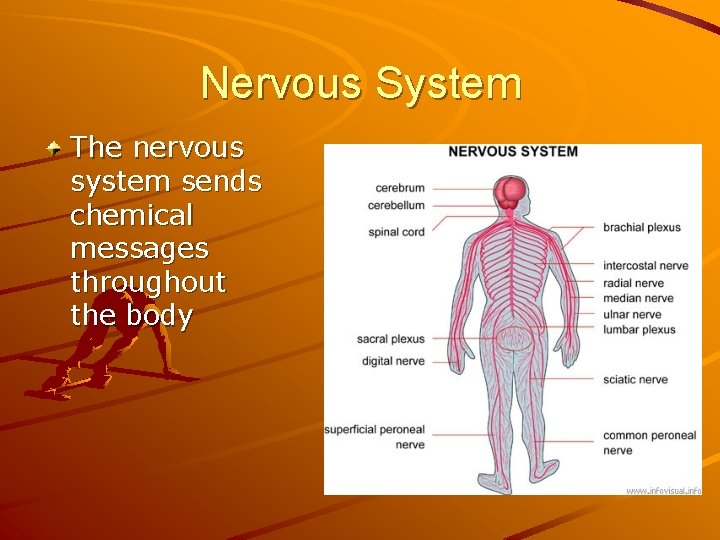Nervous System The nervous system sends chemical messages throughout the body 