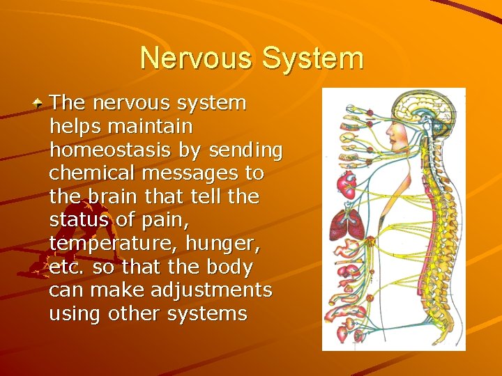 Nervous System The nervous system helps maintain homeostasis by sending chemical messages to the