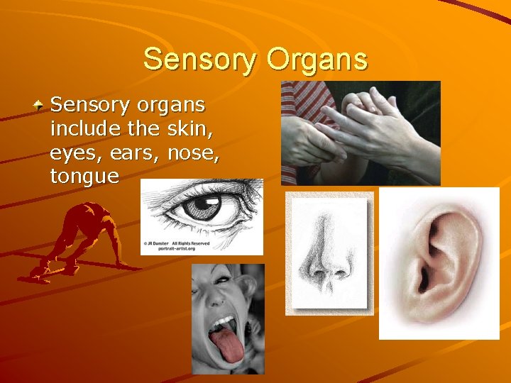 Sensory Organs Sensory organs include the skin, eyes, ears, nose, tongue 