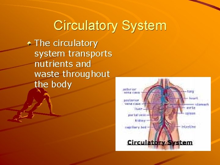 Circulatory System The circulatory system transports nutrients and waste throughout the body 