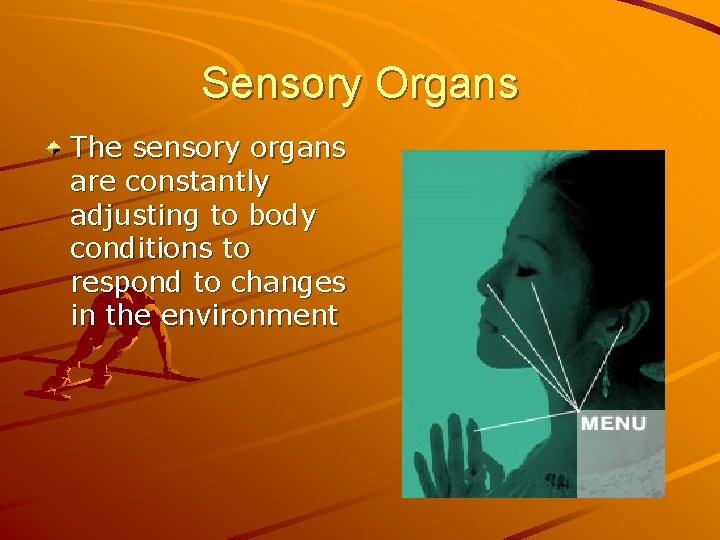 Sensory Organs The sensory organs are constantly adjusting to body conditions to respond to