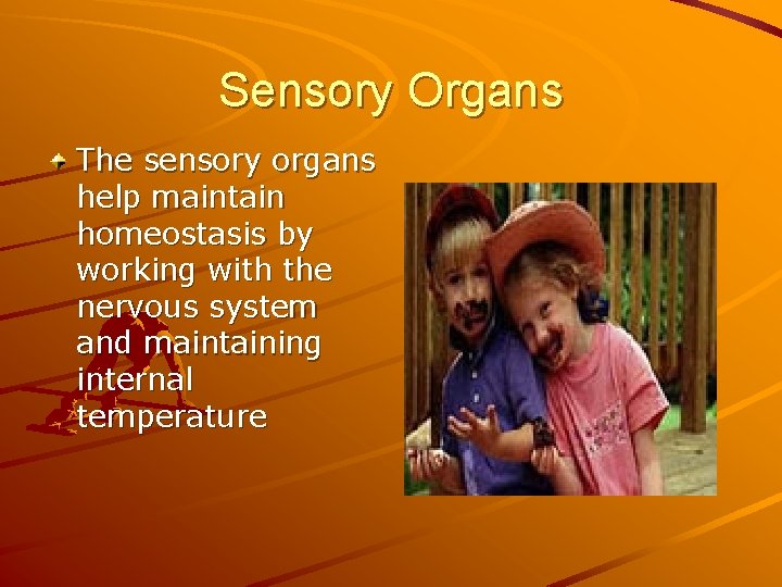 Sensory Organs The sensory organs help maintain homeostasis by working with the nervous system