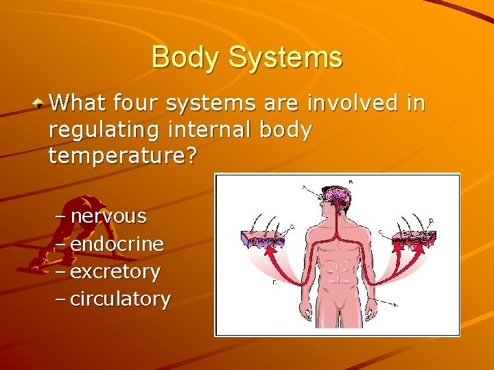 Body Systems What four systems are involved in regulating internal body temperature? – nervous