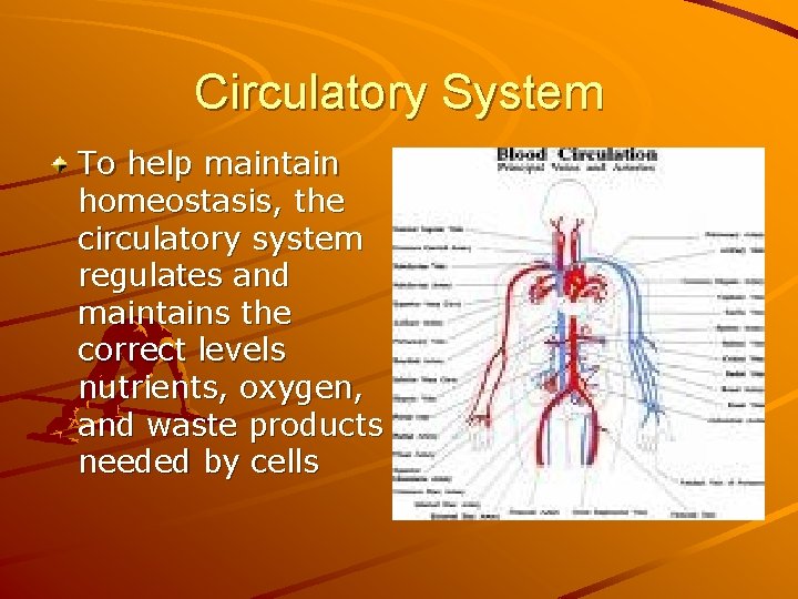 Circulatory System To help maintain homeostasis, the circulatory system regulates and maintains the correct
