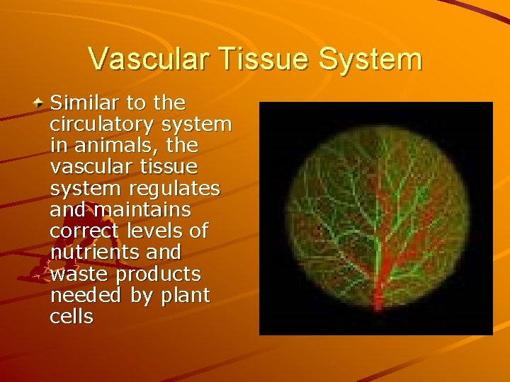 Vascular Tissue System Similar to the circulatory system in animals, the vascular tissue system