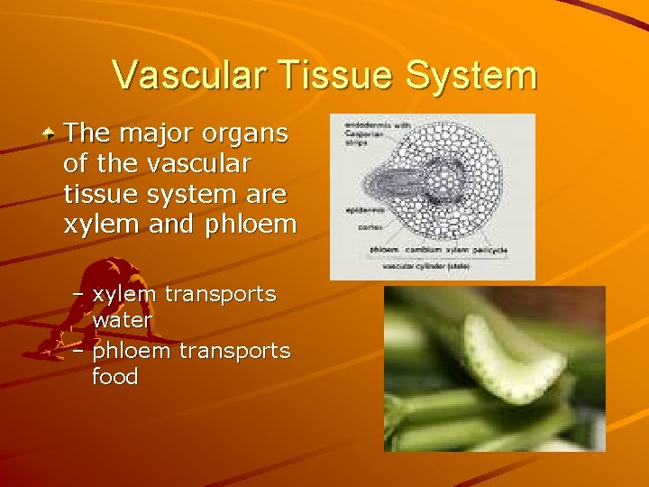 Vascular Tissue System The major organs of the vascular tissue system are xylem and