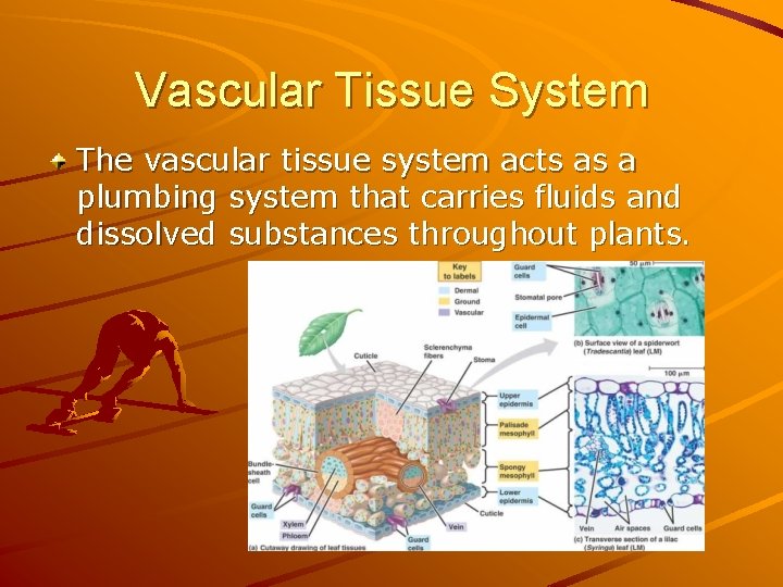 Vascular Tissue System The vascular tissue system acts as a plumbing system that carries