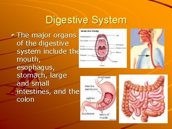 Digestive System The major organs of the digestive system include the mouth, esophagus, stomach,