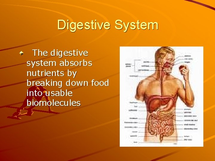 Digestive System The digestive system absorbs nutrients by breaking down food into usable biomolecules