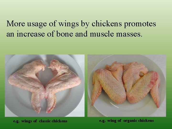 More usage of wings by chickens promotes an increase of bone and muscle masses. More usage of wings by chickens promotes an increase of bone and muscle masses.