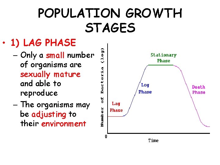 POPULATION GROWTH STAGES • 1) LAG PHASE – Only a small number of organisms