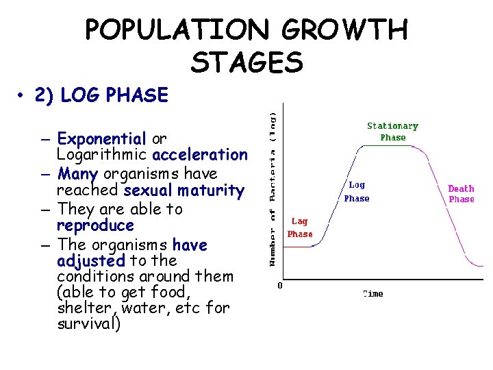 POPULATION GROWTH STAGES • 2) LOG PHASE – Exponential or Logarithmic acceleration – Many