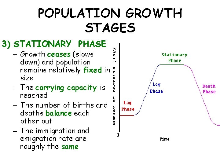 POPULATION GROWTH STAGES 3) STATIONARY PHASE – Growth ceases (slows down) and population remains
