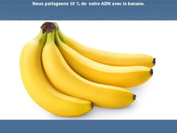Nous partageons 50 % de notre ADN avec la banane. 