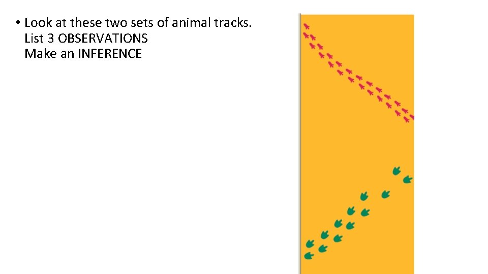  • Look at these two sets of animal tracks. List 3 OBSERVATIONS Make