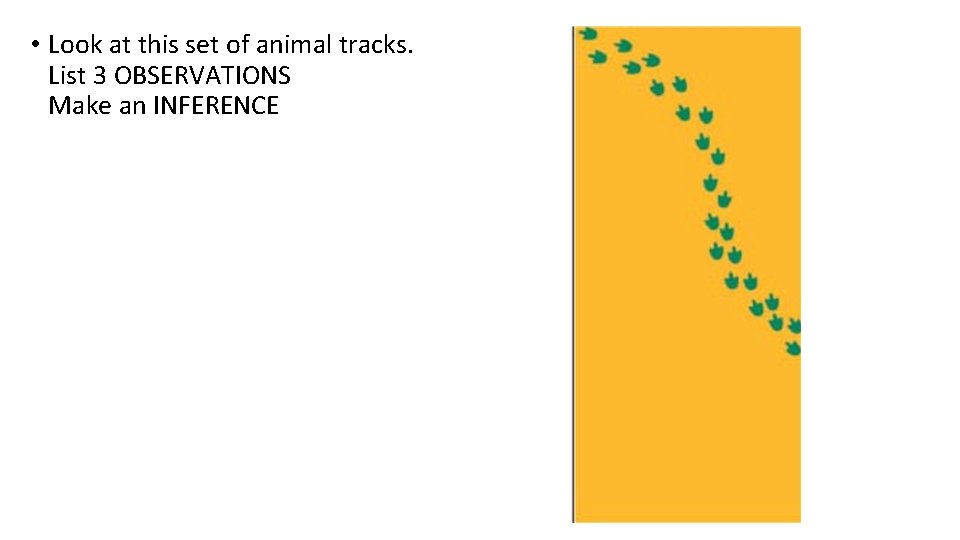  • Look at this set of animal tracks. List 3 OBSERVATIONS Make an