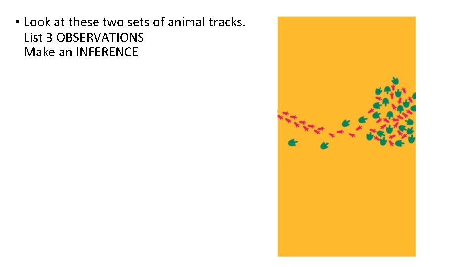  • Look at these two sets of animal tracks. List 3 OBSERVATIONS Make