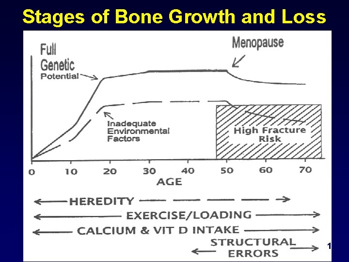 Stages of Bone Growth and Loss 10 