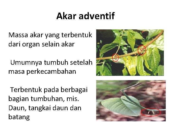 Akar adventif Massa akar yang terbentuk dari organ selain akar Umumnya tumbuh setelah masa